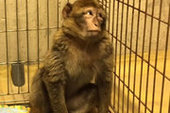 В Марселе полицейские поймали опасную обезьяну