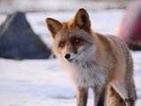 На острове Русский дикий лис устроил фотоссесию