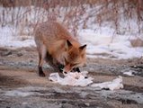 На острове Русский дикий лис устроил фотоссесию
