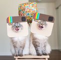 Кошки Алиса и Финнеган - новые звезды Instagram
