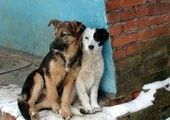 Якутский живодёр убивает собак на глазах у детей