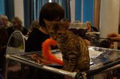 В Уссурийске кошек показали во всей красе на Новогоднем карнавале