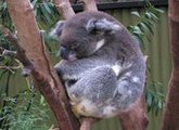 Варежки для коал, пострадавших в пожаре