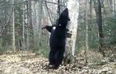 Танец у берёзы гималайского медведя в Приморье стал видеоклипом