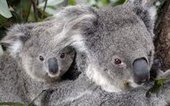 Две молодых коалы подружились в зоопарке