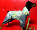 Влада Платто: «Зимняя одежда для домашнего пса – это необходимость»