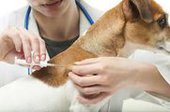 Соблюдение гигиены защитит хозяев домашних животных от различных заболеваний