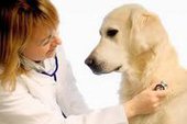 Ветеринария: сфера деятельности и услуги
