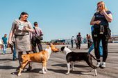 В Приморье прошла вставка собак "Весенние ринги 2015"