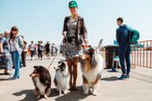 В Приморье прошла вставка собак "Весенние ринги 2015"