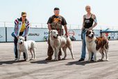 В Приморье прошла вставка собак "Весенние ринги 2015"