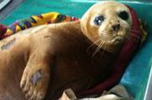 Тюлень, отравившийся рыбой в бухте Золотой Рог во Владивостоке, идет на поправку
