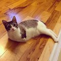 Котенок по имени Ру стал звездой Instagram