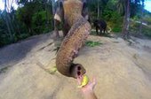 Слон отобрал камеру и сделал селфи
