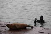 Экологи спасли ещё одного тюленя в бухте Золотой Рог