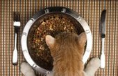 Питание домашних котов