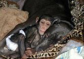 Собака усыновила шимпанзе