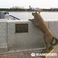Памятник преданной собаке в Благовещенске