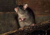 Черные крысы напали на остров Монтекристо