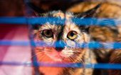 Во Владивостоке пройдет благотворительная акция по раздаче бездомных котят