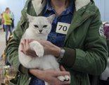 Выставка кошек в Комсомольствке собрала около 20 разных пород