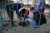 Во Владивостоке спасли кошку, закопанную при ремонте теплотрассы