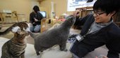 В Японии сотрудникам фирмы разрешили приходить на работу с котами