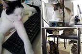 В Японии сотрудникам фирмы разрешили приходить на работу с котами