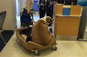 Толстый пёс Генри VIII, сфотографированный в аэропорту стал звездой интернета