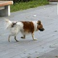 В центре Владивостока бегает испуганная собака в наморднике