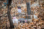 Кладбища домашних животных во Владивостоке