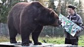 В Финляндии медведь рисует картины