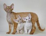 Порода кошек -Девон-рекс