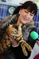 Во Владивостоке прошла новогодняя выставка кошек