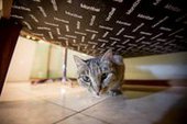 У кошки Матроски из Владивостока появились проблемы со здоровьем