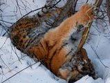 В Приморье у дороги нашли истощённую 5-месячную тигрицу