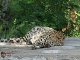 Спасенного в Приморье от браконьеров леопарда передадут в московский зоопарк