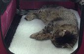 Кошка Матроска, талисман ХК "Адмирал", умирает