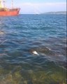 Во Владивостоке к маяку выкинуло мёртвого китёнка