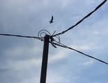 Во Владивостоке горожане спасали чайку через Инстаграм