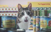 Сеть супермаркетов Netto в Германии запустила рекламу с кошками