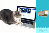Французский кот сымитировал собрата из стикеров Фейсбука