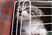 Во Владивостоке будут раздавать бездомных котят