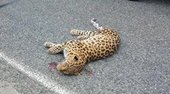 В Приморье леопард попал под машину