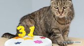 Кот Натмег отметил 31-й год рождения
