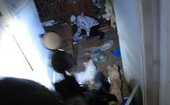 Собаки обглодали труп своей хозяйки в Хабаровске