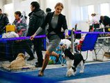 Выставка во Владивостоке собрала около 400 собак
