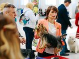 Выставка во Владивостоке собрала около 400 собак