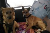 Хабаровские бездомные собаки попали на ПМЖ в Германию
