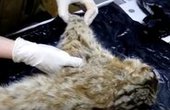 В Приморье не удалось спасти краснокнижного лесного кота, попавшего в капкан